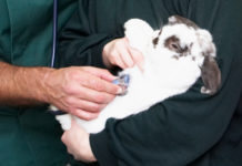 Malattie del coniglio 1468 0 Malattie del coniglio